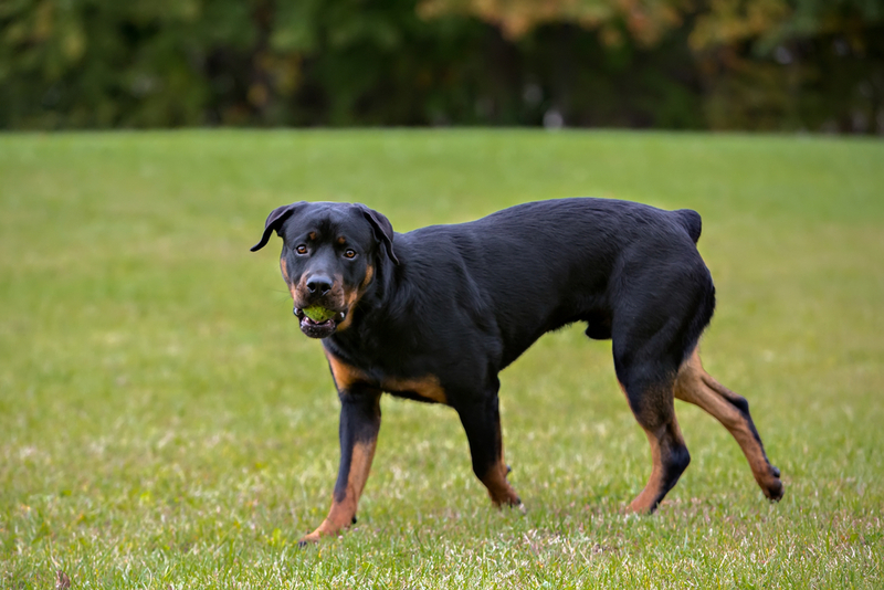Питание влияет на то, сколько весит ротвейлер