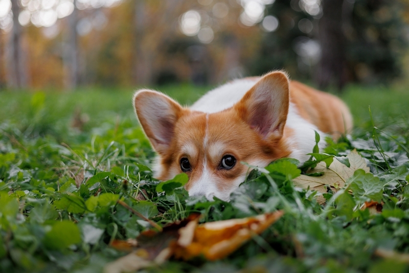 Течка у корги проходит в несколько этапов