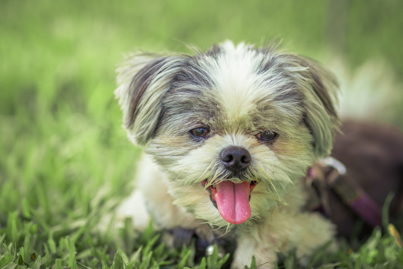 Ши-тцу имеют предрасположенность к болезням полости рта