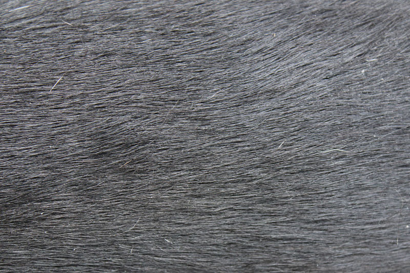 Несильная перхоть у собаки