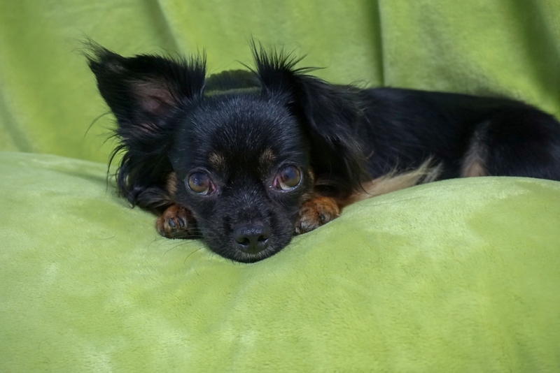 Длинношерстная черная чихуахуа