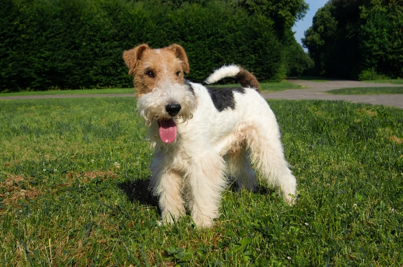 Срок жизни фокстерьера можно определить по зубам