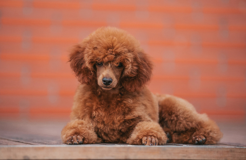 Как выглядит коричневый пудель?