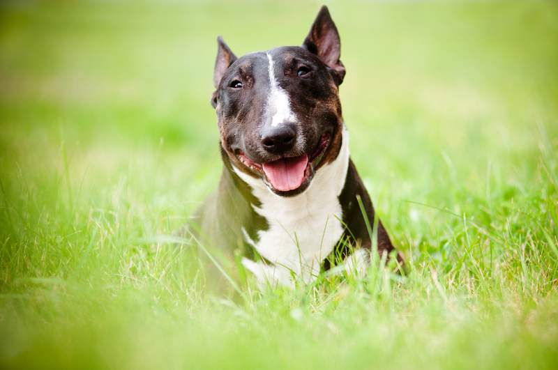 Сколько живут бультерьеры?