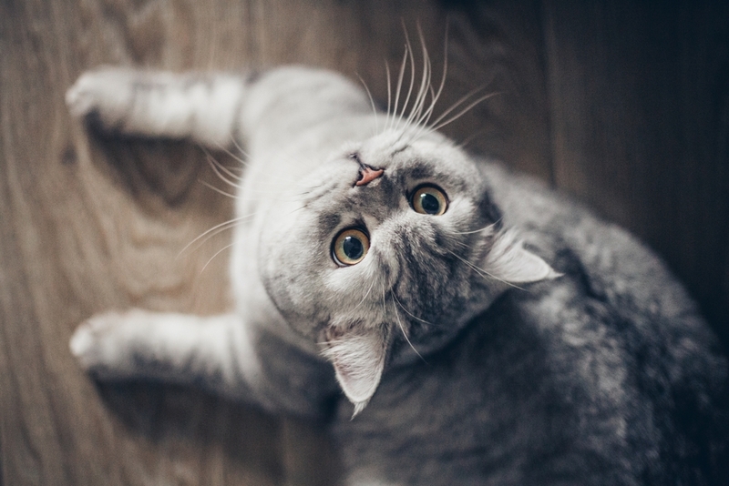 Для кошки с ожирением важна активность