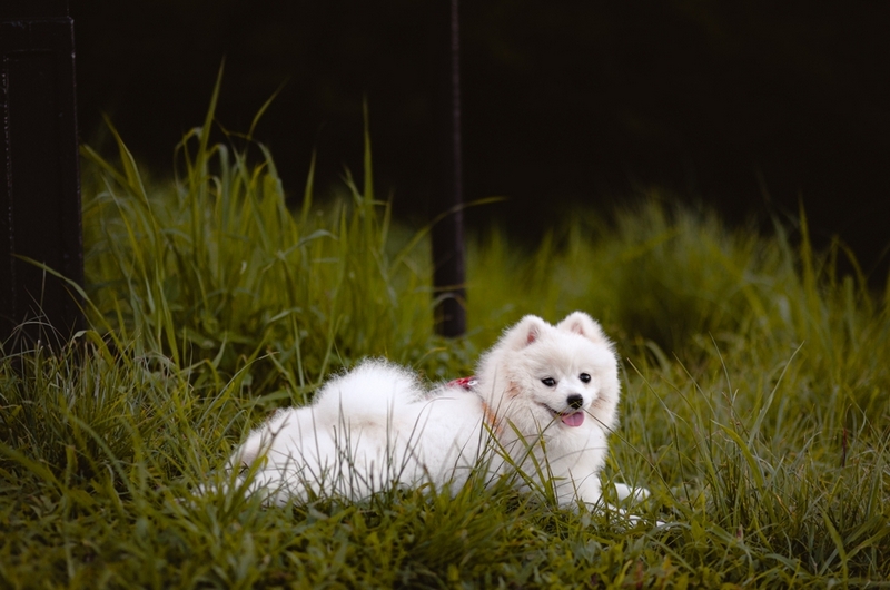 Шпицу во время течки нужен уход
