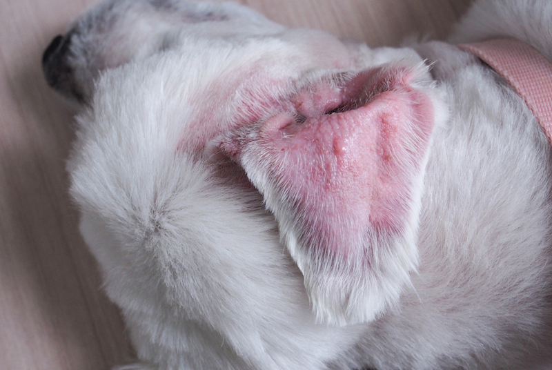 Грибок на ухе у собаки