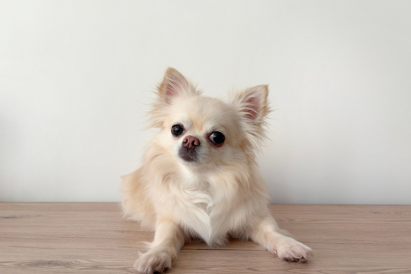 Беременность у чихуахуа длится примерно 60 дней