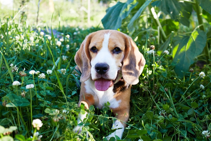 Владельцу нужно быть в курсе, сколько длится беременность у бигля