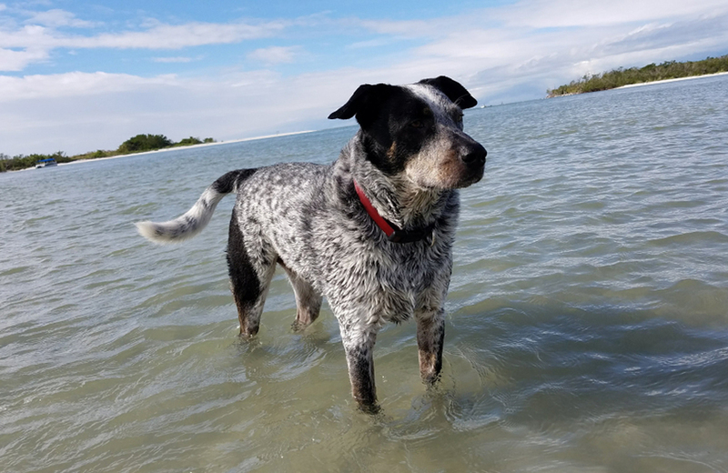 Пятнистый пес хилер