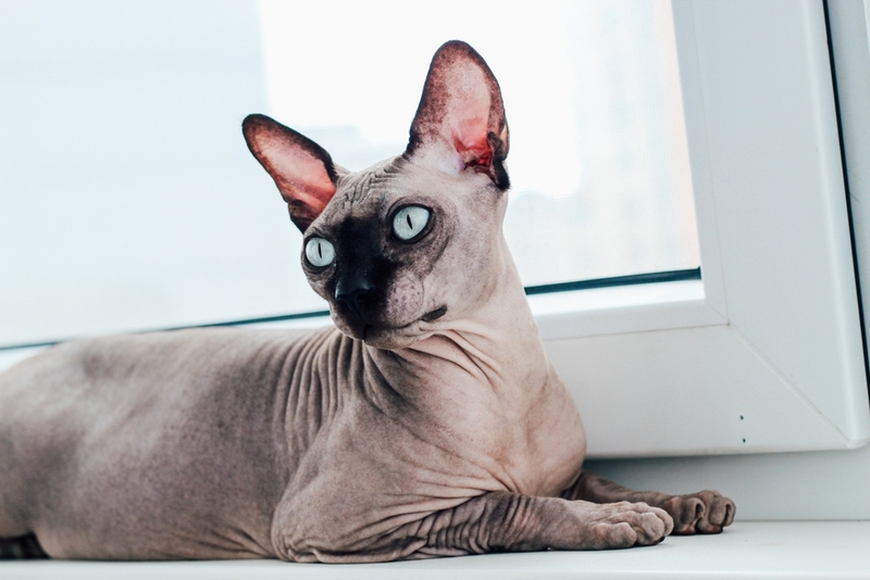 Как похудеть кошке породы сфинкс? 
