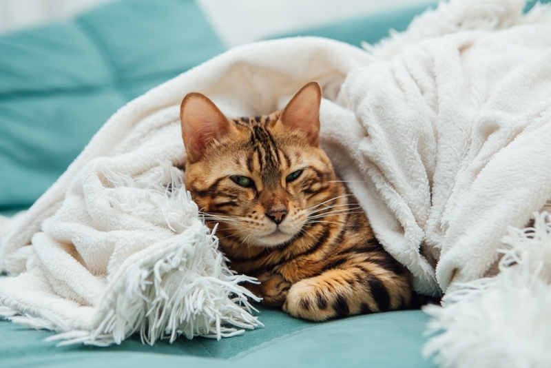 Гипертиреоз  –  вот, чем болеют бенгальские кошки