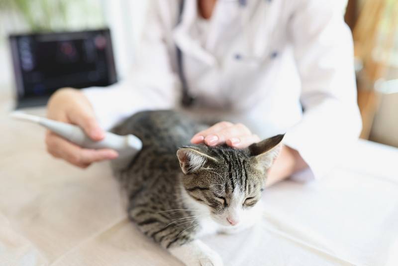 Почему у кошки бывает непроходимость кишечника?