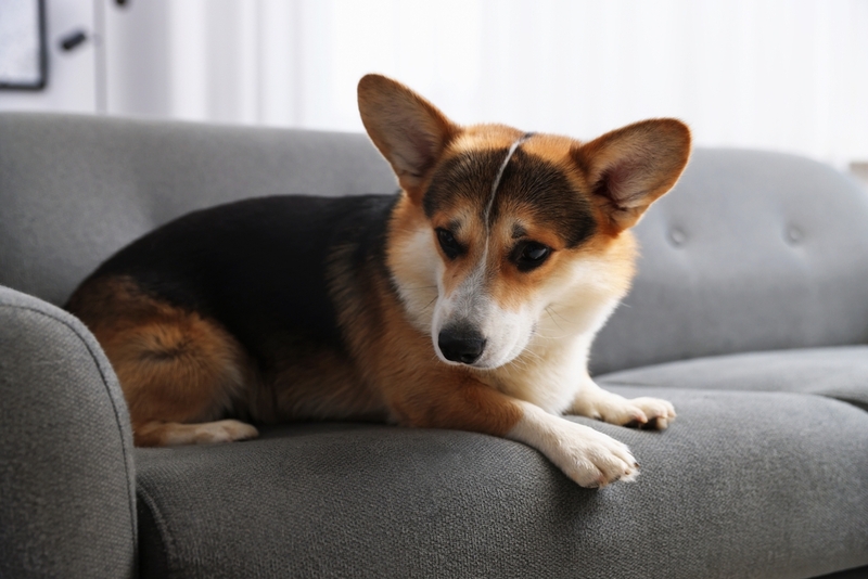 Рацион влияет на то, сколько весит корги