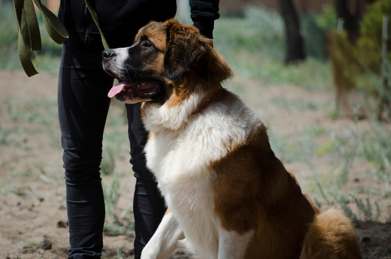 Вес московской сторожевой не зависит от пола собаки