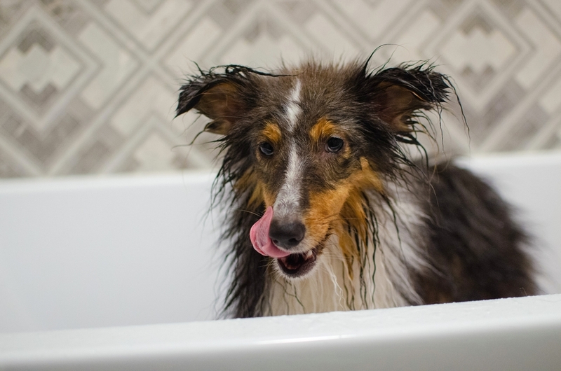 Во время использования шампуня от блох, следите, чтобы он не попадал в глаза и рот собаки