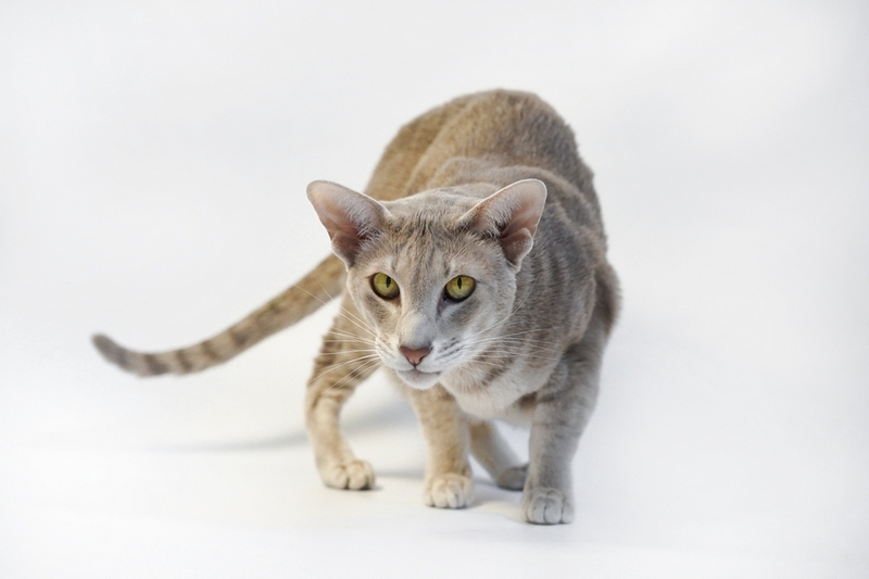 У ориентальных кошек обнаруживают глазные болезни