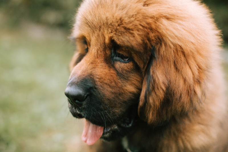 Нагрузки влияют на то, сколько проживет тибетский мастиф