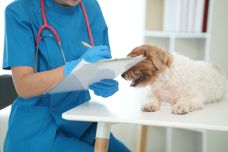 Прогноз при лептоспирозе у собаки может быть разным