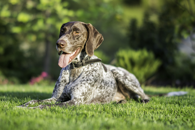 Какова длительность памяти у собак?