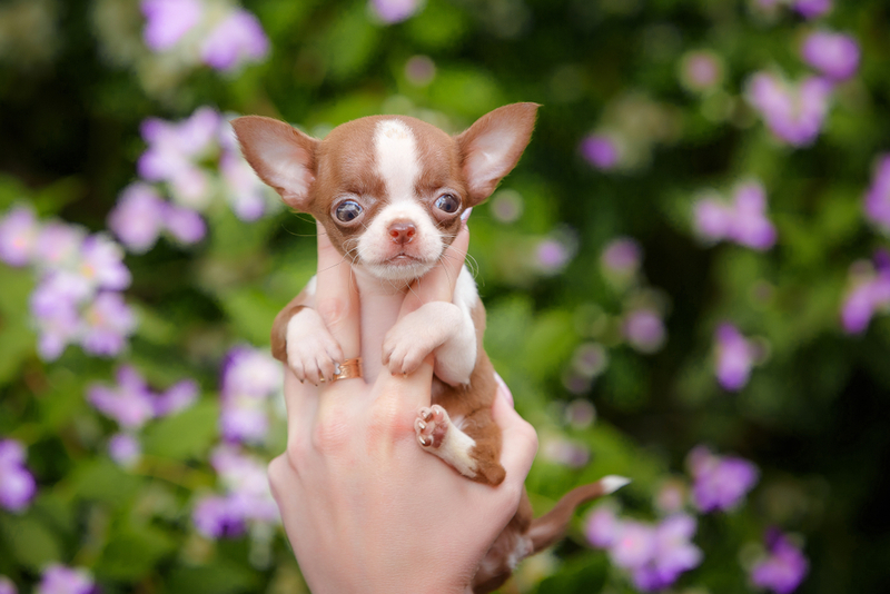 Чихуахуа разновидности микро