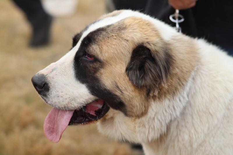 Вес алабая стабилизируется к году