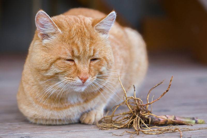 Почему коты любят запах настойки валерианового корня