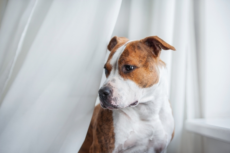 Если причина повышенного АСТ в крови – проблемы с печенью, собака может худеть