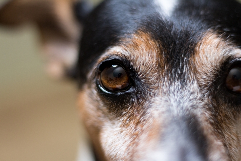 Сколько видов кератита у собак существует?