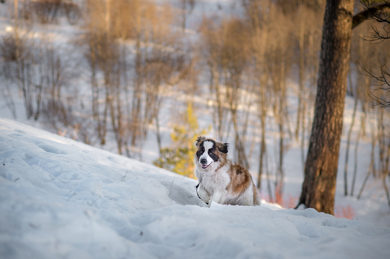 Профилактика болезней влияет на срок жизни московских сторожевых