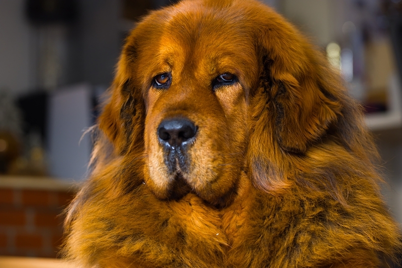 Сколько живут тибетские мастифы в норме?