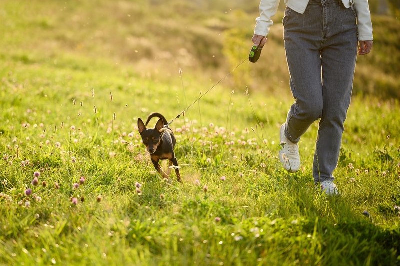 Той-терьеры могут иметь болезни глаз