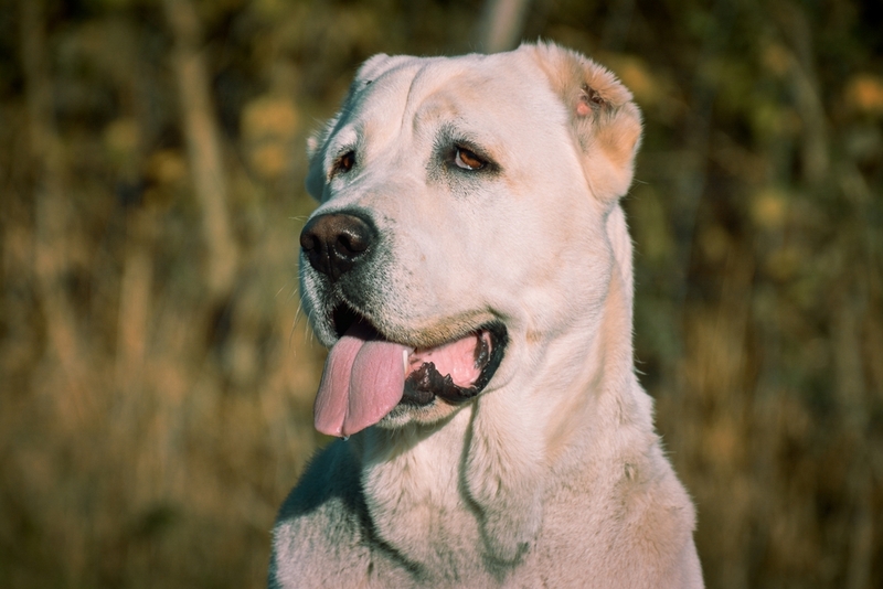Правда ли, что алабаи злые?