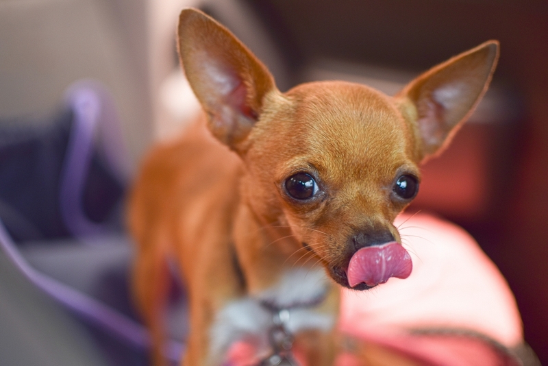 Течка у чихуахуа начинается раньше, чему крупных собак