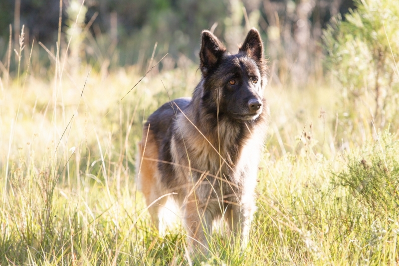 Беременность у немецкой овчарки должна наступить по достижении половой зрелости