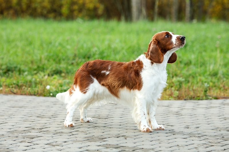 Красивые собаки вельш-спрингер-спаниели не подходят домоседам