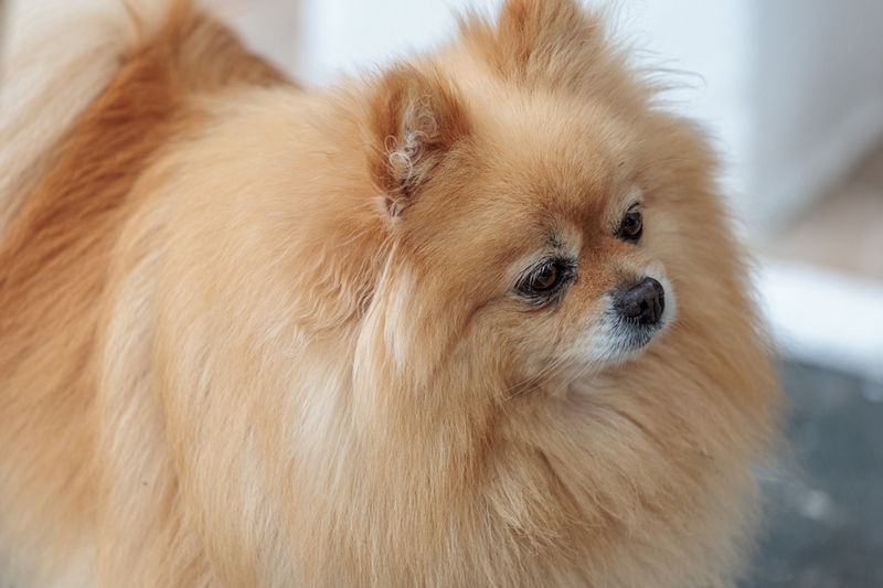 Течка у шпица проходит в несколько этапов