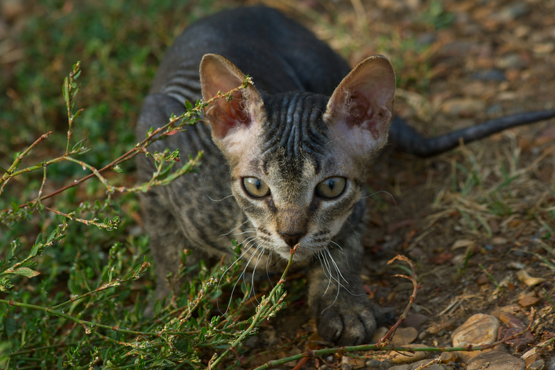 Петерболд – русский кот