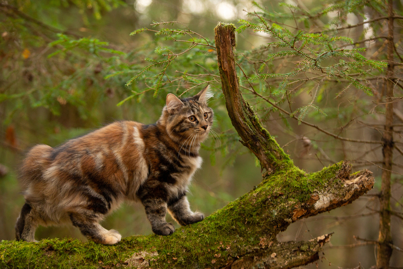 Что снизит риск появления аллергии на курильского бобтейла?