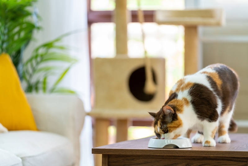 Допустимо ли предлагать кошке мандарины?