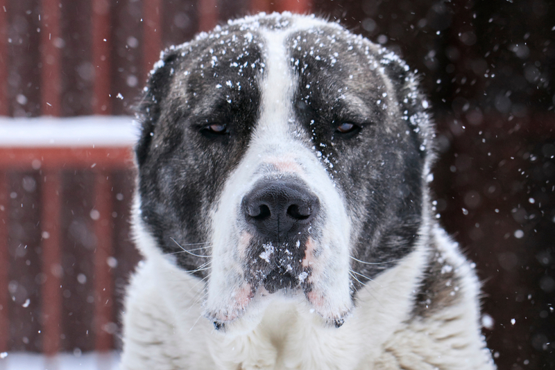Сколько проживет алабай, зависит от комфортных условий содержания