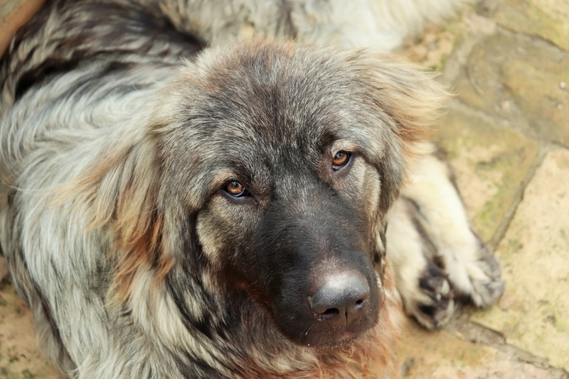 Эта овчарка может быть собакой серого цвета