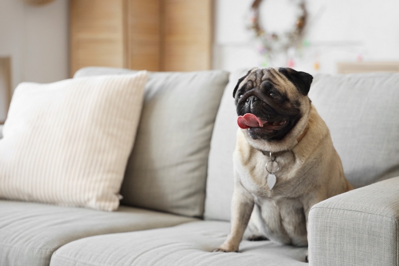 У мопсов встречаются болезни глаз