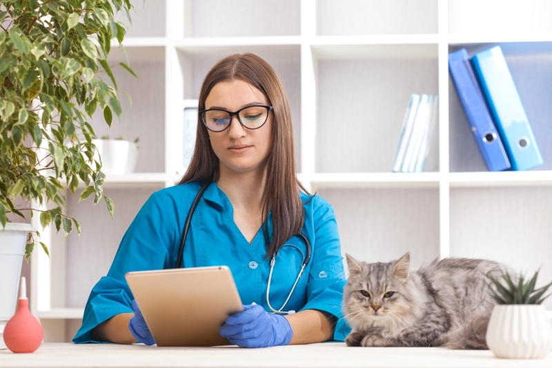 Кошке с криптококкозом врач назначит лечение