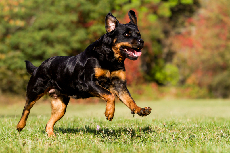 Владельцы обоих ротвейлеров должны присутствовать при вязке