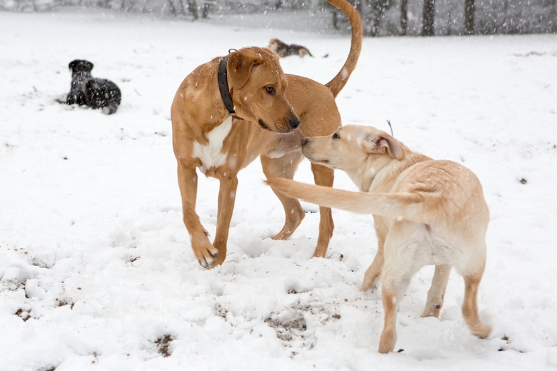 Заразиться лишаем можно при контакте с больными собаками 