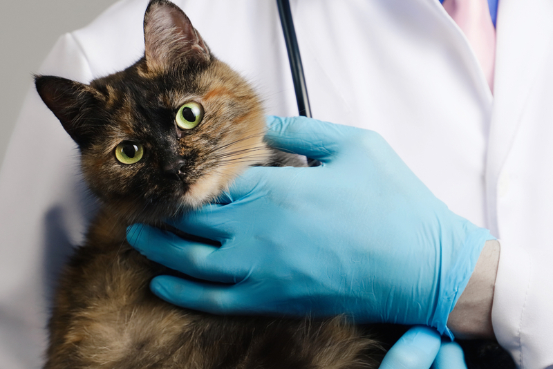 Прогноз у кошки с лимфомой может быть различным