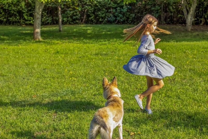 Так почему собака – друг человека