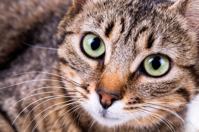 У кошки могут выпадать усы из-за повреждений