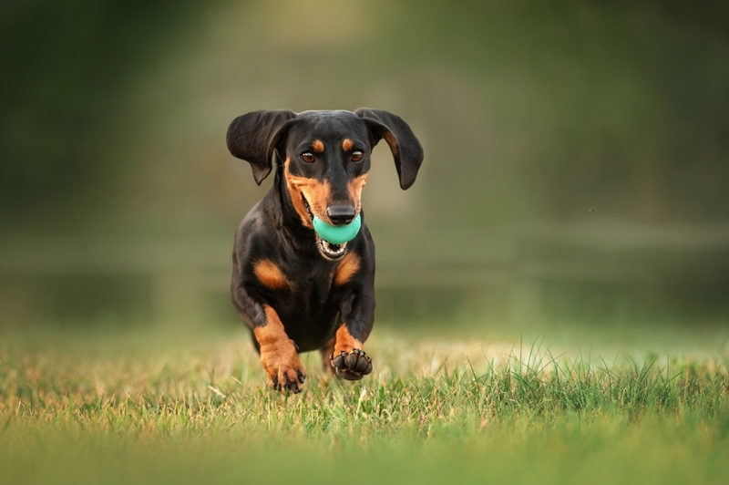 Какую кличку выбрать для собаки-мальчика таксы?